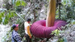 15 Biggest Flowers You Won’t Believe Actually Exist