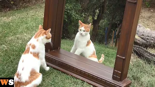 Outdoor Cats Seeing Themselves in a Mirror for the First Time !!