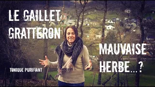 Gaillet gratteron, une (pas si mauvaise) herbe