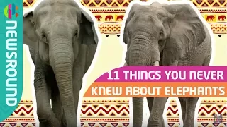 11 things you never knew about elephants!