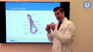 Vasectomy Reversal: Fertility Options After Vasectomy | Jesse Mills, MD | UCLAMDChat