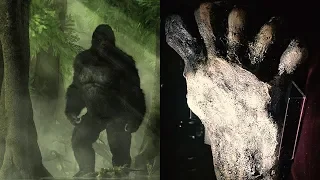 Chinese Military Expedition Finds Bigfoot Tracks - Patterson Footage Tracks Analyzed - MBM 118