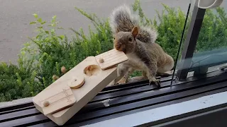 Squirrels' reactions to foraging toy