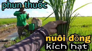 phun thuốc nuôi đồng bông to kích hạt #86 l Thanhdotv