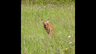 The Secret Lives of White tailed Deer