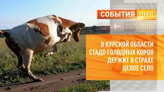 В Курской области стадо голодных коров держит в страхе целое село