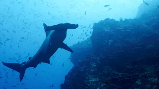 Underwater Cocos Island, Costa Rica