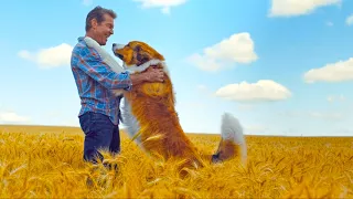 Dog Reincarnate To Protect His Owner’s Granddaughter | A Dog's Journey (2019) Movie Recap