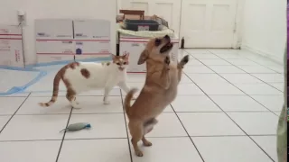 Chihuahua running man challenge