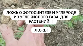 Ложь и обман о фотосинтезе и углероде из углекислого газа От чего зависит урожай