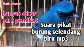 Suara pikat burung selendang biru mp3