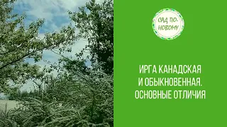 Ирга канадская и обыкновенная. Основные отличия.