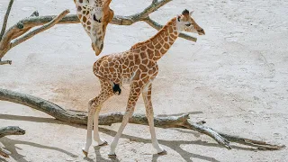 Meet Auckland Zoo's giraffe calf!