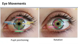 Orbit - Extraocular muscles