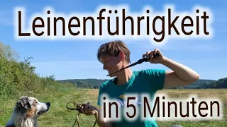 Leinenführigkeit in 5 Minuten ‼️ SCHLUSS MIT LEINE ZIEHEN ‼️ mit Praxisbeispiel am Hund 🐶👍