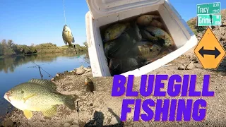 Bluegill Fishing at Tracy, CA