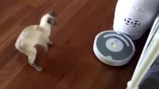 Levi attacks Roomba