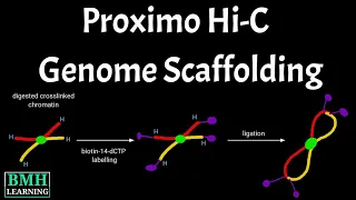 Proximo Hi-C Genome Scaffolding | Proximity Ligation for Genome Scaffolding | Hi-C Method |