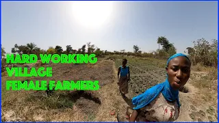 Village Girls And Their Farm, Hard Work, Bagiran Gambia 🇬🇲  Ep 120