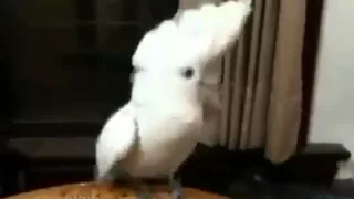 Попугай танцует под PSY  Parrot dancing to PSY