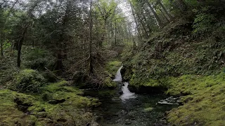 Nile Creek West Trail - Full Hike