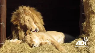 Rescued lion Tarzan loves his Tanya