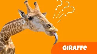 Why do giraffes have long necks? | all about giraffes