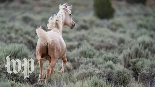 Watch why some wild horses are the most controversial animals in the West