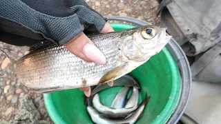 Хариус в октябре| на "покатуху"| Рыбалка на реке Томь