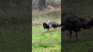 First Time Seeing Turkeys Fight on First Week of Spring Time! #shorts #battle #turkey