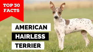 99% of American Hairless Terrier Owners Don't Know This