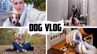 DOG VLOG: Лизе Удаляют Зубы/Канал Изменился/Где DIY?/о Здоровье