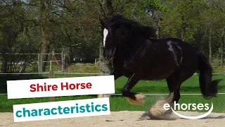 Shire Horse | characteristics, origin & disciplines