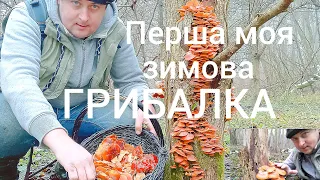 Гриби в грудні. Перші Зимові Гриби в моїй практиці. Фламуліна. Зимові опеньки..mushrooms 🇺🇦