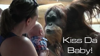 Orangutan Kisses Baby