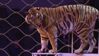 Тигры на арене: «Звёзды манежа» из Казанского цирка блистают в Волгограде