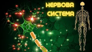 Лекція з ГІСТОЛОГІЇ - НЕРВОВА СИСТЕМА [2024]