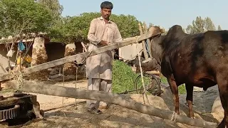 Punjabi farmer cutting fooder grass with help Of Gear Toka Machine bull male in punjab#viralvideo#