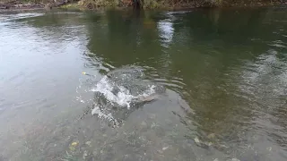 Fall chinook fishing on the oregon coast !