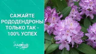 Сажайте рододендроны только так -100% успех