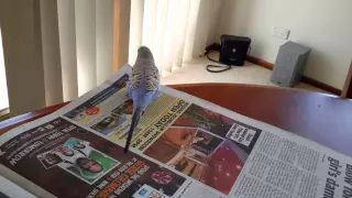 BEST TALKING BUDGIE ( CHARLIE ) 3