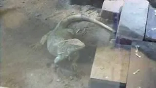 Grüne Leguane (Iguana) Eiablage Kisten-Check.wmv