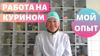 Мой опыт работы на курином заводе в Польше (отзыв) #работавПольше #твояработа #куриныйзавод