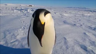 Penguin Sounds HD