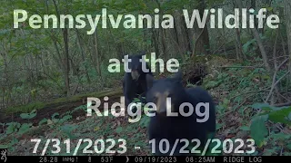 Pennsylvania Wildlife at the Ridge Log from 7/31/2023 to 10/22/2023