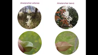 All About Amelanchiers