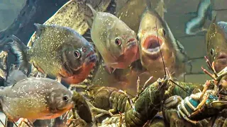 Throwing a Frog and Lobsters To Piranhas. Piranha Live Feeding