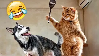 Hilarious Cats and Dogs😹🐶Funniest Animals 2024😻#4