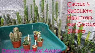 Cactus & Succulent Plant Haul from our Cactus & Succulent Society | Cactus Shopping #cactus #cacti