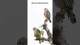 Photographing Birds: Red-shouldered Hawks #birds #wildlifephotography #birdphotography